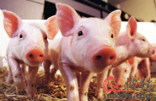 餐饮新手开餐厅的详细步骤与事项|ky开元