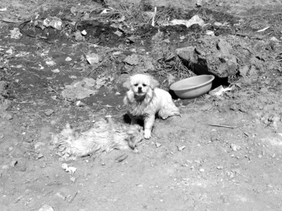 川妹子做烧烤，一年收入300万‘ky开元’